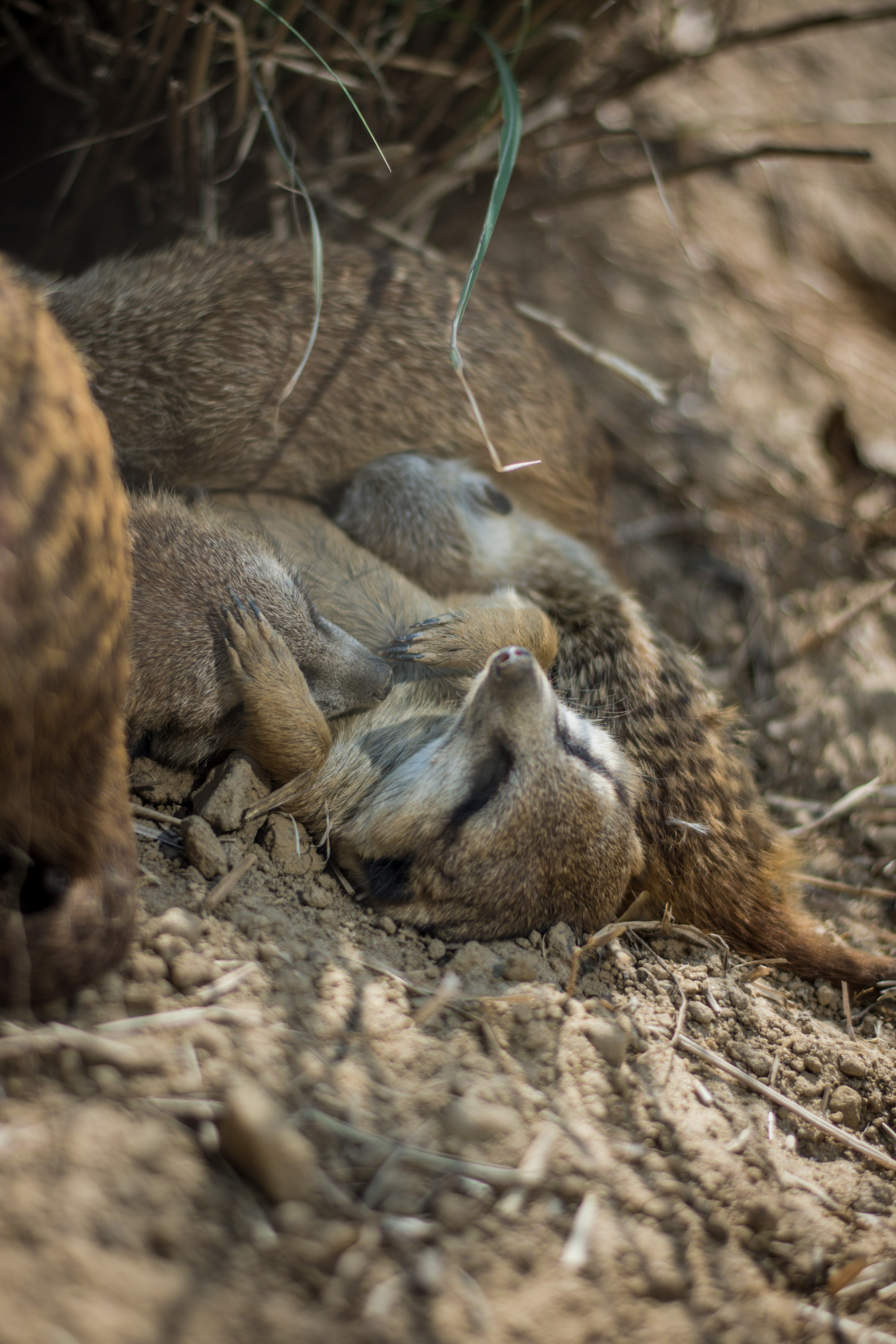 pet lying on soil